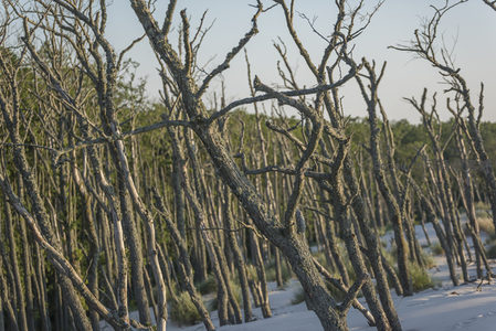 枯树丛中的生命韧性