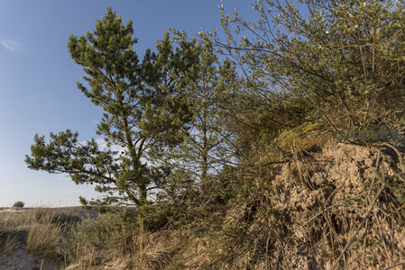 沙丘上的倔强松树