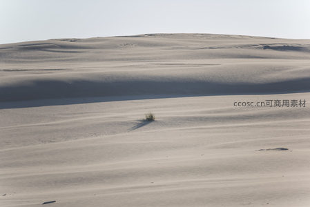 孤草立于广袤沙丘，光影勾勒荒凉之美