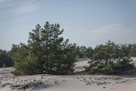 松树扎根沙地，绿意点缀苍茫沙海