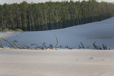 枯枝横卧雪白沙丘，远林如黛衬托寂寥