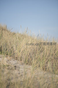 沙丘上的草丛在微风中轻轻摇曳