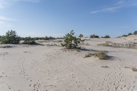 沙漠中的孤树与沙丘构成独特风景