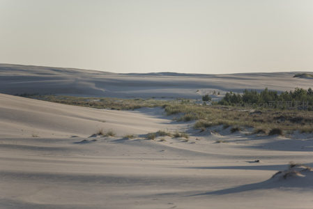 沙丘与绿植交界处展现生态过渡带