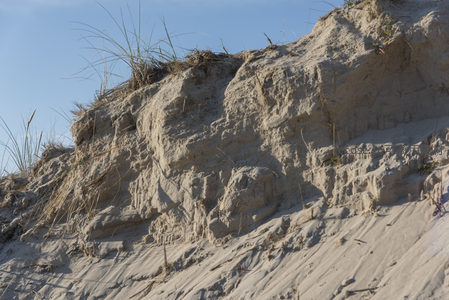 沙丘断面纹理清晰，草根顽强扎根