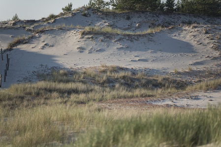 沙丘与草丛的自然画卷