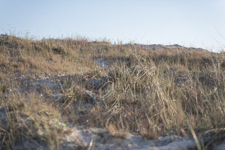 风蚀沙坡上的枯黄草甸