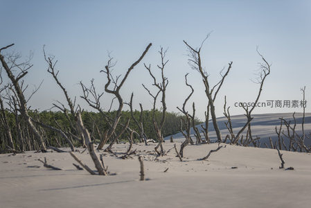 枯树残枝矗立在雪白沙丘之上