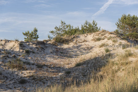 沙丘上的松树与蓝天相映成趣
