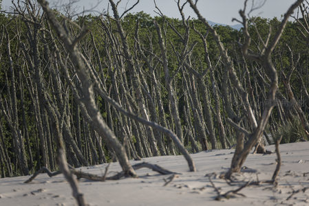 枯木林立于白沙之上形成独特景致