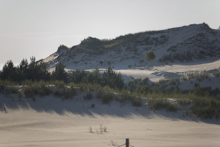 晨光中的沙丘与绿植静谧如画