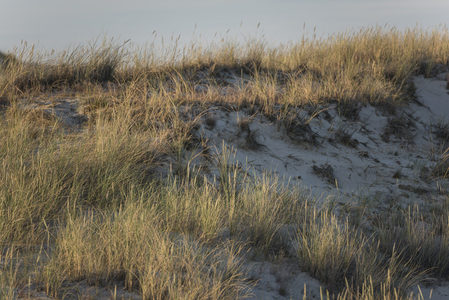 金色草丛随风摇曳覆盖沙丘坡面