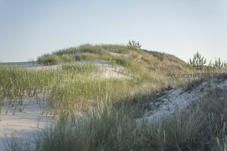 绿草覆盖沙丘的温柔曲线