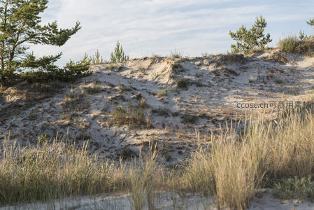松树点缀沙丘的荒野风情