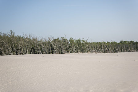 沙丘与枯树林的宁静边界