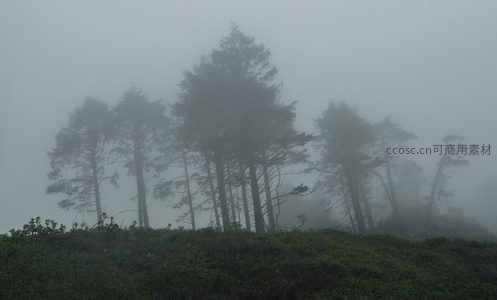 浓雾中的苍翠松林