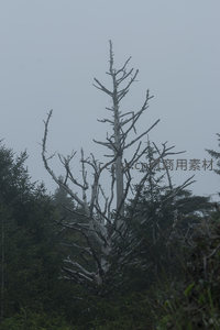 孤寂枯木立于雾霭森林