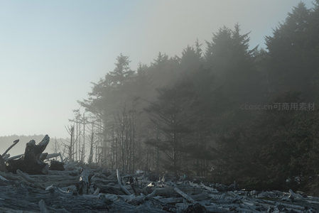 雾锁海岸，枯木与松林的静谧对话