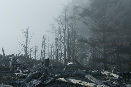 迷雾中的死亡森林，枯树如沉默的守望者