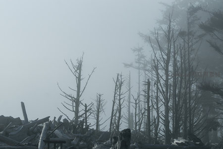 雾霭沉沉，枯枝残干勾勒出末日之境