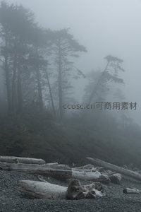 薄雾轻抚山坡，松树与巨木共舞于海岸