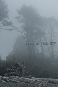 雾中秘境，盘根错节的树根诉说着岁月沧桑