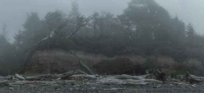 雾锁海岸，枯木与悬崖的静谧对话