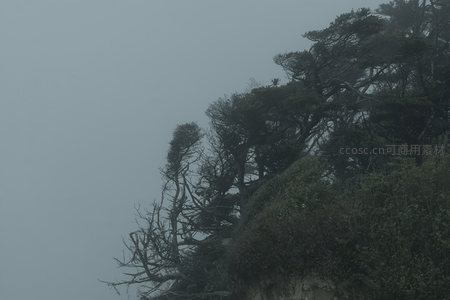 云雾缭绕的山崖，树木顽强生长