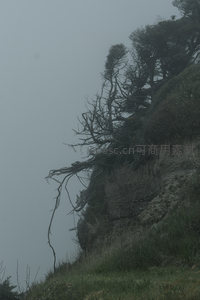 悬崖边的枯树，在雾中伸向天空