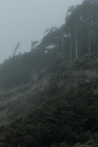 雾中森林覆盖的山坡，静谧而深邃