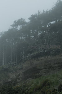 雾霭中的林间悬崖，自然的鬼斧神工