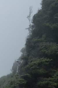 雾中峭壁孤树，苍劲挺立显自然之力