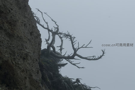 悬崖枯枝探云海，风霜刻骨展沧桑