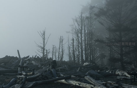 雾锁废墟林，枯木横陈诉荒凉