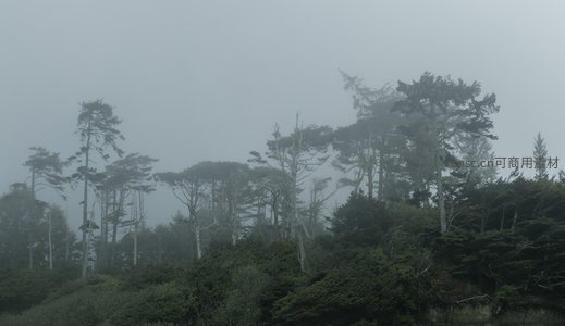 雾霭森林剪影，高耸树木入云端