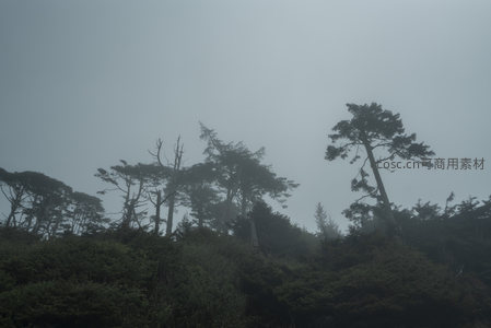 雾中森林，静谧如画