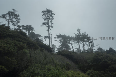云雾缭绕的山巅树林