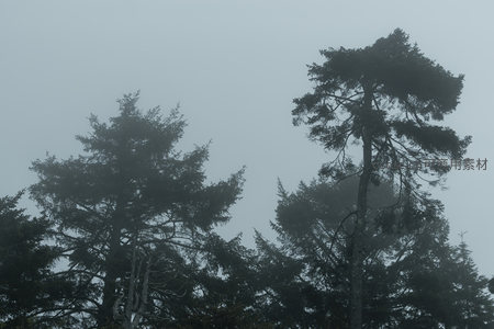 雾霭中的苍劲古松