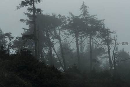 迷雾森林深处的寂静
