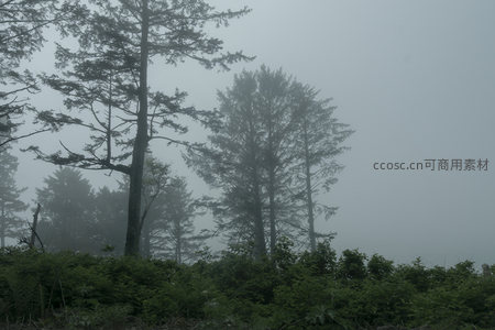 薄雾轻笼的林间景致