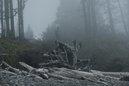 雾中海岸枯木与森林的静谧景象