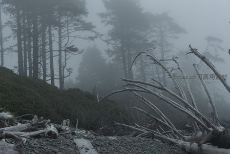 迷雾森林边缘的枯枝与绿植