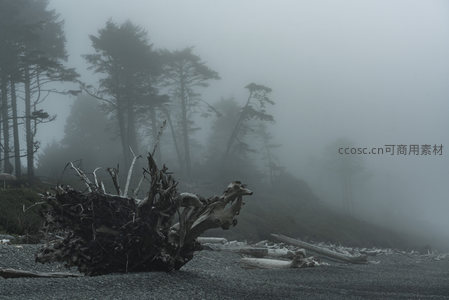 雾霭中的海岸巨木与远山轮廓