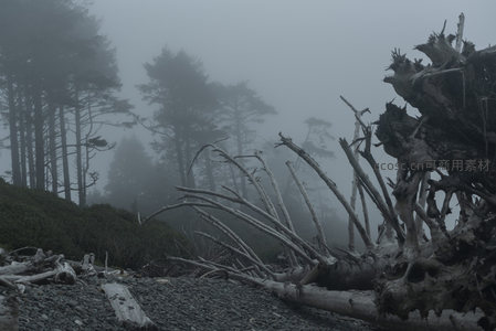 雾锁林间枯木纵横的幽深海岸