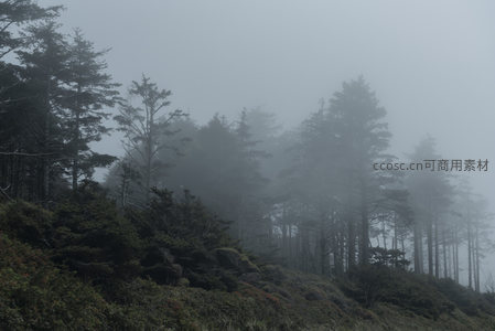 云雾缭绕的山坡森林全景图