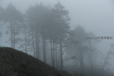 雾中森林，静谧如画