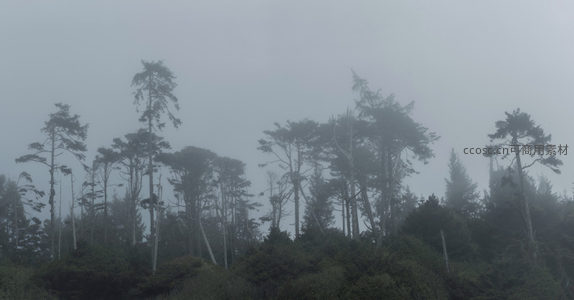 云雾缭绕，林海无边
