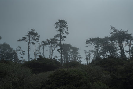 雾中孤树，寂寥成诗