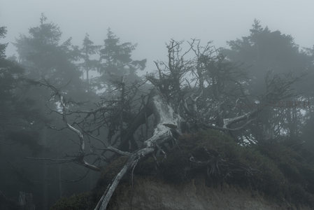 雾中枯树，苍凉孤寂的自然景象