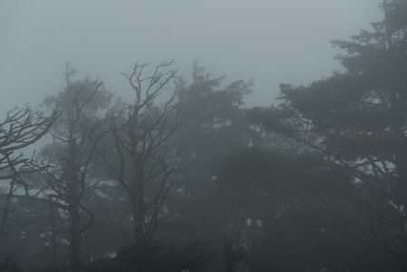 迷雾森林，树木若隐若现如仙境
